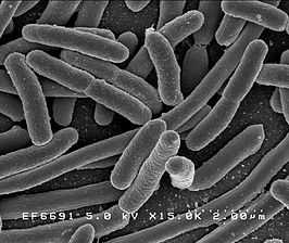 Энтеротоксигенный E. coli во всем мире тесно связаны