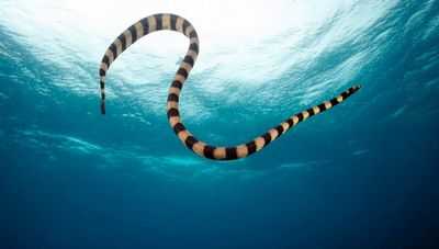 Морские змеи обладают дополнительным чутьем для жизни в воде