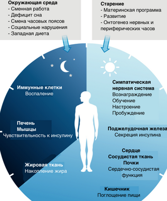 Новые молекулярные ключи к разгадке ночного поведения: исследования позволяют по-новому взглянуть на паттерны циркадных ритмов сна и бодрствования