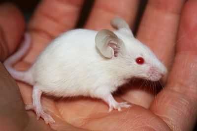 Обнадеживающие результаты при локальной гипертермии опухолей