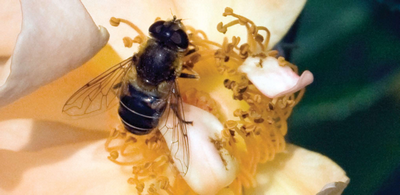 Политика ЕС увеличивает спрос на опыление быстрее, чем количество медоносных пчел