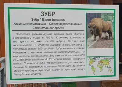 Программа контрацепции эффективно контролирует популяцию зубров