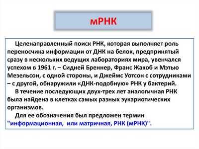 Пролиферация эндотелиальных клеток легких контролируется небольшими фрагментами РНК