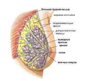 Рак груди: ROBO1 помогает клеткам оказывать стойкое сопротивление