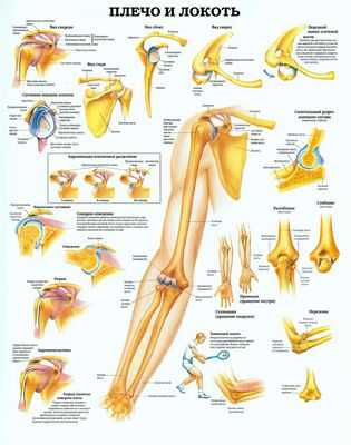 Ранний доступ к MLB может увеличить риск операции на локтевом суставе