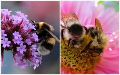 Шмели тоже создают ложные воспоминания