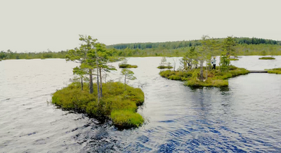 Водно-болотные угодья более уязвимы для инвазий при изменении климата