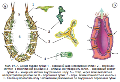 Губки наносят ответный удар: биологи исследовали, как разделенные клетки морских губок реагируют обратно