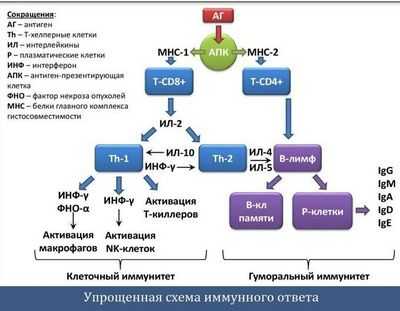 Исследование иммунных клеток заставляет задуматься о том, как бороться с инфекциями