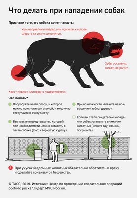 Ярлык питбуля может утроить продолжительность пребывания в приютах для собак: собаки, помеченные как питбули, воспринимаются как менее привлекательные, чем двойники без ярлыка