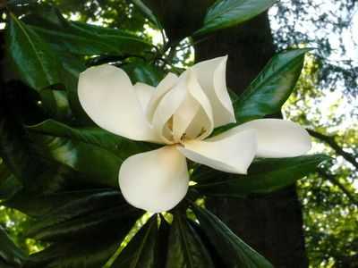 Эволюция цветковых растений Китая показывает разрыв между Востоком и Западом между старыми и новыми линиями