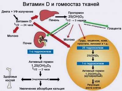 Наконец: отсутствует связь между витамином D и раком простаты