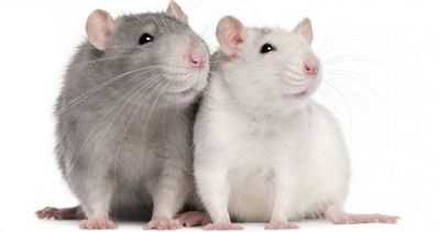 Подросток заразился крысиной лихорадкой от своего домашнего грызуна