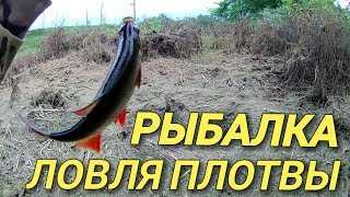 Ранняя пташка ловит червя - к обеду