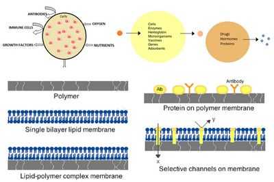 Синтетические мембраны, имитирующие свойства живых клеток