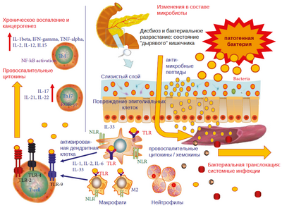 Создание более совершенной мышиной модели для понимания рака поджелудочной железы