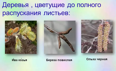 Удивительное время весеннего распускания листьев