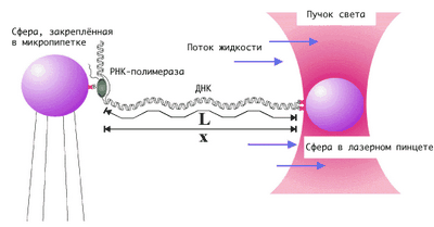 Выявление сдвигов энергии с помощью оптического пинцета