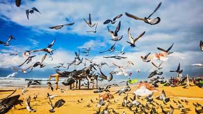 Новое исследование удваивает оценку видов птиц в мире