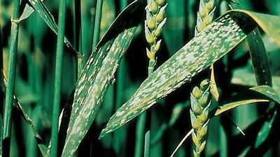 Зараженные болезнью посевы ячменя на обыкновенной дикой траве