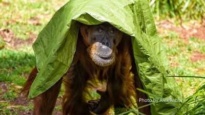 Знаменитый орангутанг из зоопарка округа Милуоки умер от странной инфекции