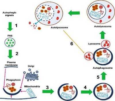 Аутофагия помогает ускорить активацию стволовых клеток
