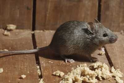 Борьба с ожирением с помощью картофельного экстракта