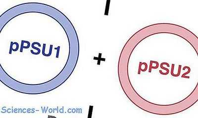 Лестницы ДНК: недорогие молекулярные линейки для исследований ДНК