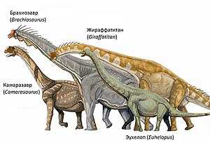 На шее страуса выявляются движения зауроподов, пищевые привычки