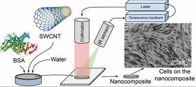 Новый подход к регенерации сердечной ткани