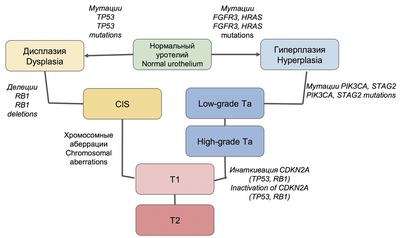 Сложная математическая модель может быть простым способом предсказать рецидив рака мочевого пузыря