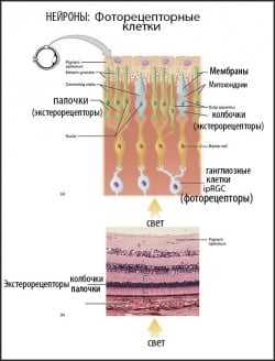 Свет на стержни: новый метод исследования активности этих клеток сетчатки
