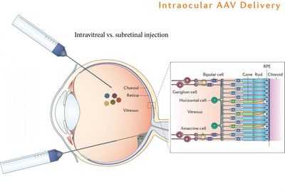 У слепых мышей восстановлено зрение: обнаружен молекулярный 