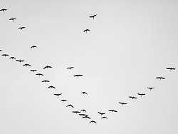 Условия окружающей среды могут повлиять на миграцию птиц