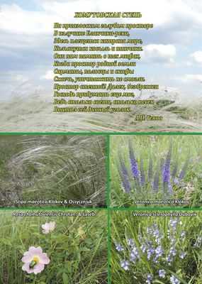 Увеличение количества питательных веществ дает преимущество инвазивным видам: глобальный эксперимент на пастбищах позволяет получить беспрецедентное понимание различий в способах функционирования экзотических местных видов растений