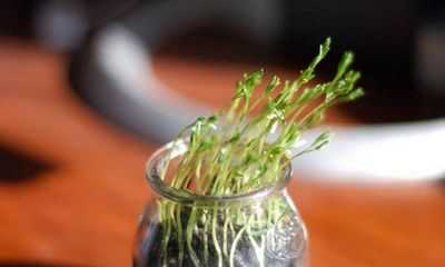 Выяснен механизм увядания растений