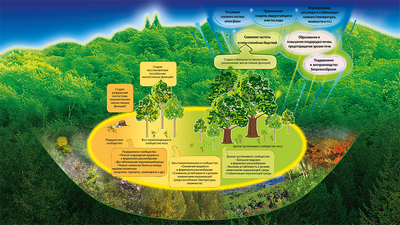 Биоразнообразие может способствовать эффективности экосистемы
