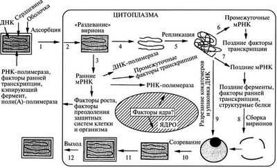 Генетическое секвенирование указывает на эндемическое происхождение вспышки вируса оспы обезьян в Нигерии