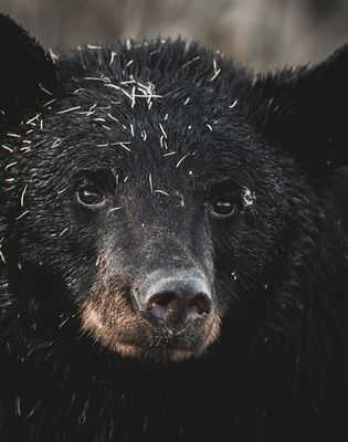 Исследование андских медведей в Перу показало, что люди - не единственные посетители Мачу-Пикчу: историческое святилище с самыми знаковыми сооружениями инков, также являющееся домом для важной популяции андских медведей