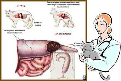 Лечение клетками лимфатических узлов контролирует опасный сепсис на животных моделях