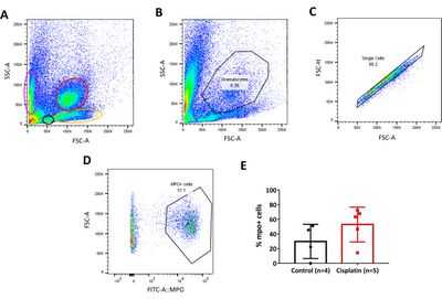 Новая техника выявляет движение иммунных клеток