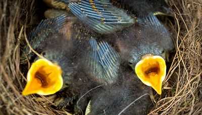 Птицы без собственного выводка помогают другим птицам в воспитании детей, но не бескорыстно