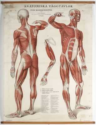 Раскрытие генетики роста и регенерации скелетных мышц: исследование обнаруживает ген, ответственный за регулирование роста и регенерации скелетных мышц, модулируя процессы построения белка