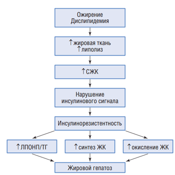 Диабет 2 типа, обратная жировая болезнь печени у крыс