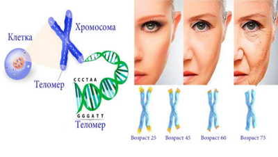 Исследование показало, что расширение теломер поворачивает вспять часы старения в культивируемых клетках человека
