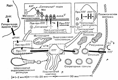 Новый принцип контролируемой мозгом секреции гормонов