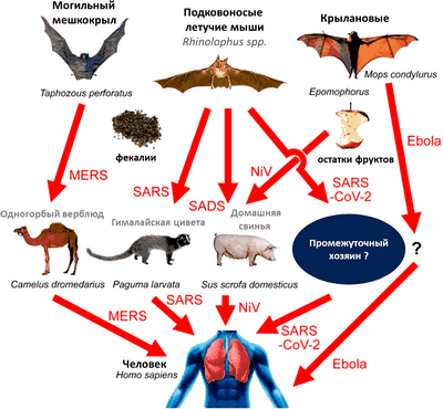 Углубленный анализ вирусов гриппа летучих мышей показал, что они представляют низкий риск для человека