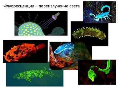 Флуоресценция белков немного менее загадочна: ученые разрабатывают метод тестирования флуоресцентных биосенсоров до того, как они будут синтезированы