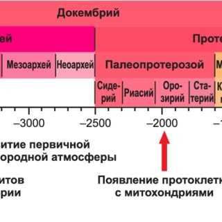 Крошечные митохондрии играют огромную роль в эволюции человека и болезнях