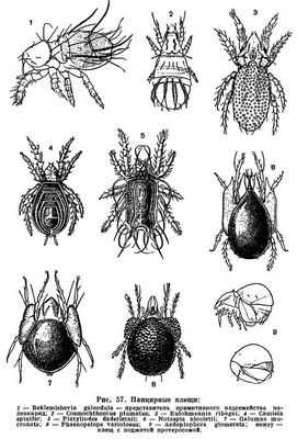 Обнаружены червеобразные клещи: виды из этого семейства &laquo;экстремофилов&raquo; не описывались в течение 40 лет